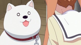Anda tidak pernah tahu apa yang akan dilakukan anjing Anda saat Anda tidak di rumah.