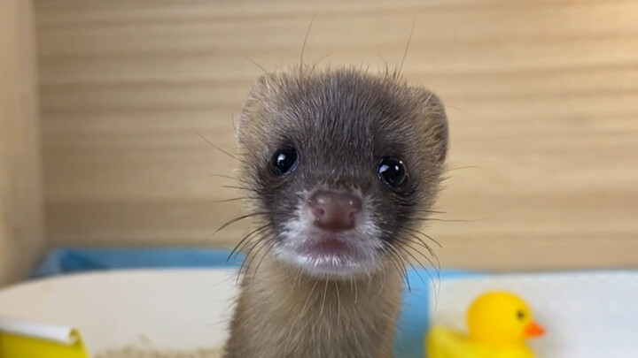 [Animals]Little weasel is eating meat