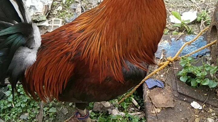 manok tagalog