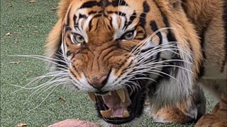 Tiger roar at will Diego!
