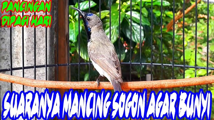 Pancingan Suara Sogon Gacor Manggil Dipagi Hari, Auto Dengar Fast Respon...!!!