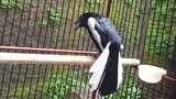PANCINGAN kacer gacor ,terapi kacer harian (oriental magpie Robin)