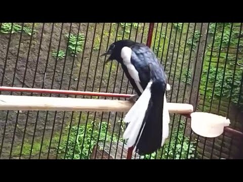 PANCINGAN kacer gacor ,terapi kacer harian (oriental magpie Robin)