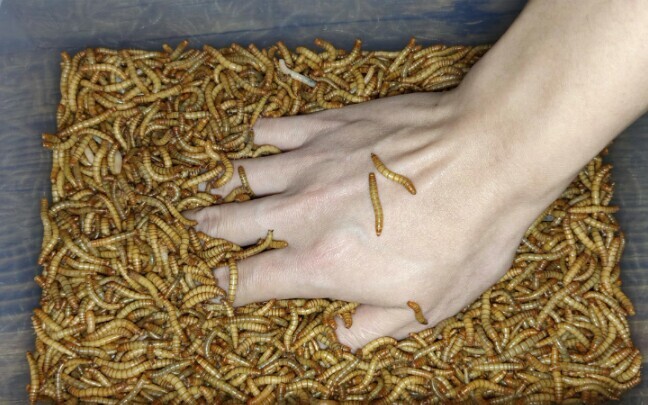 [Animal] What if I put my hand into a box of yellow mealworms