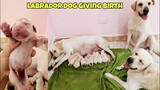 #1 Thức thâu đêm đón đàn cún con Chút Chít của Củ Cải Kim Chi lần 2 | Helping My Dog Give Birth