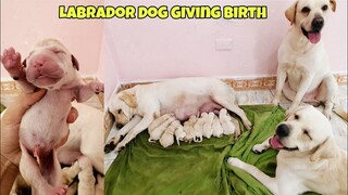 #1 Thức thâu đêm đón đàn cún con Chút Chít của Củ Cải Kim Chi lần 2 | Helping My Dog Give Birth