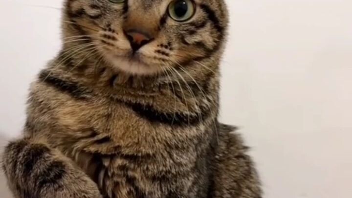 expresi mujaer 🥰😻😻 #short #trending #viral #catlove #fyp #kucing