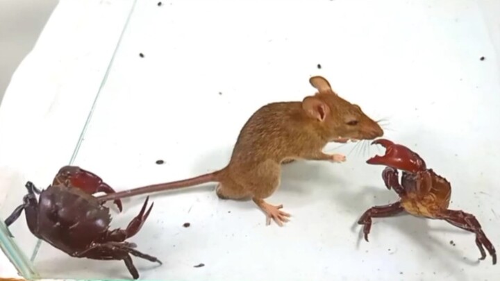 Tikus yang Kesal Membunuh Kepiting