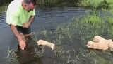 Dog Video | Taking My Puppies To Swim