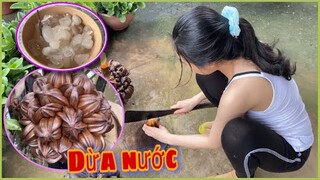 Đi Chặt Dừa Nước Vào Dầm Nước Đá Ăn Ngon Hết Xảy