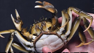 [Pembaruan] Seberapa realistiskah mainan kepiting berbulu seharga 599 yuan? ! Kepiting sarung tangan
