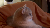 Saat saya mematikan TV, kucing saya sedang menonton