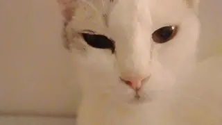 How to disturb a cat 101