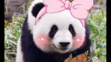 Giant Panda Lan Meng Lan (Meme'Er) Way Too Cute