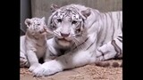 Collection of cute animals'funny moments