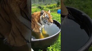 Get to know Tiger Terek and give a MATCHING gift#J #wildcat #tiger #shorts