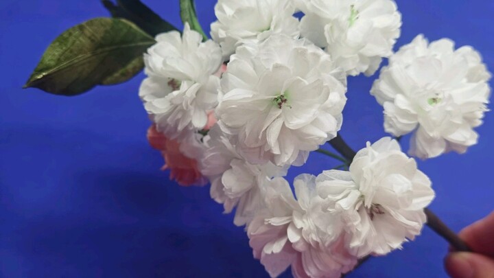 Paper towels to make late cherry blossoms tutorial, use toilet paper to make good-looking double che