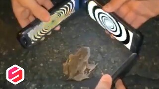 Jangan Lakukan Ini Pada Katak, Atau Ini Yang Akan Terjadi..