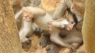 OMG! Why Do Like This Carbzilla? Pull Lola While She Getting Milk, Baby Can't Have Full Milk