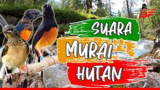 SUARA ALAM PANCINGAN MURAI BATU