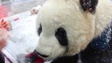 [สัตว์]ปฏิสัมพันธ์น่ารัก ๆ ของแพนด้ากับเด็กในวันหิมะตก