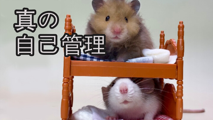 Keseharian Lucu Rawat Hamster Suriah dan Tikus Beruang Emas