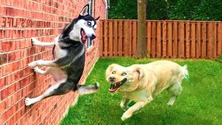 Funniest Animals Video - Funny Dogs And Cats - Try Not To Laugh Animals 2022