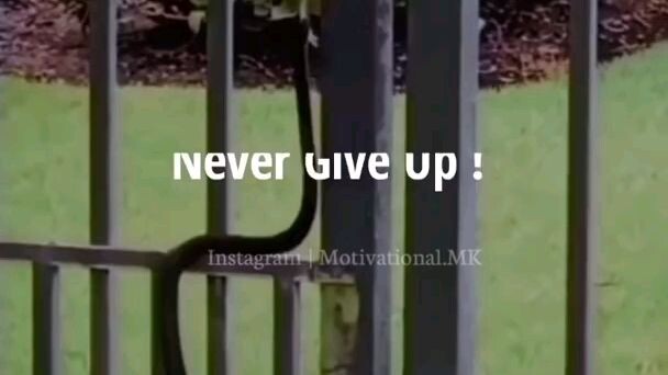 NEVER GIVE UP. 😎