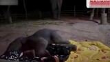 Elephants are also afraid of ghosts