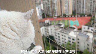 小猫咪长大了想当什么