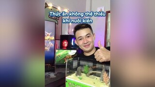 Piu pồ sống khoẻ thì cần phải ăn, kiến also. Enjoy cái moment này LearnOnTikTok dongvat nuoikien thucung namcuongkien dcgr