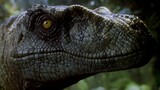 Film dan Drama|Klip Velociraptor dalam "Jurasic Park III" 2001
