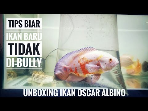 UNBOXING OSCAR ALBINO LANGSUNG DI OSPEK