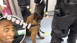 [Satwa] [Dog Person] Anjing polisi Tiongkok naik kereta bawah tanah