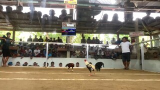 Win 2x Red WL nasilat nanaman, walang video 2nd fight. Better luck next time makukuha din.
