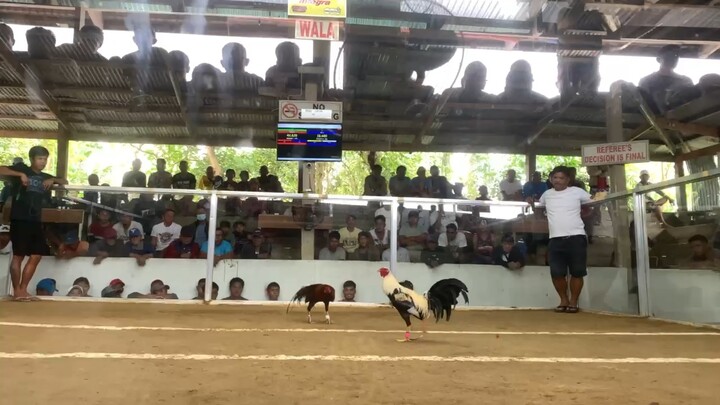 Win 2x Red WL nasilat nanaman, walang video 2nd fight. Better luck next time makukuha din.