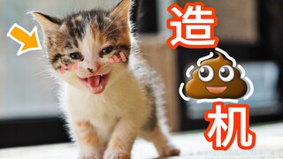 33只猫生产3吨屎！3吨屎！！3吨屎！！！