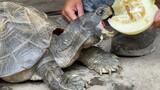 Reptil|Kura-kura Makan Melon