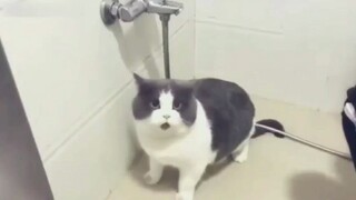 【Animal Circle】I know my cat is a real fatty after shower