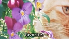 Top 10 Japanese Cute Cat Names!