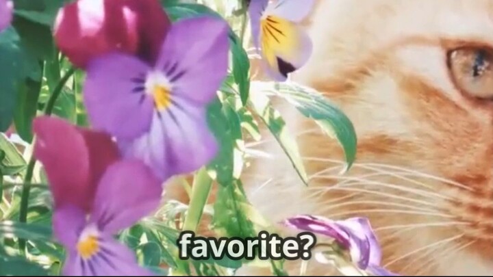 Top 10 Japanese Cute Cat Names!