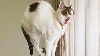 Funny CATS guaranteed to make you laugh