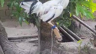 Old line flurry eye