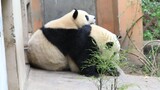 [Panda] Kedamaian kedua panda~