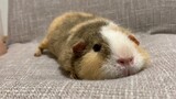 Guinea Pig Lying On The Sofa