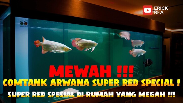 COMTANK ARWANA SUPER RED SPESIAL DI TANK 3 METER !! AKHIRNYA TIBA DI RUMAH MEWAH BARU !