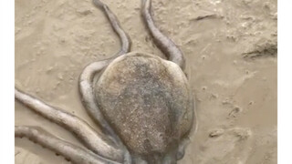 Octopus Laughter: Hidden Beach