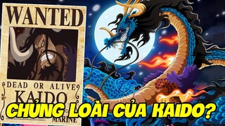 Nguồn Gốc Xuất Thân Của Kaido? - Mối Liên Hệ Với Loài Rồng I Giả Thuyết One Piece