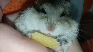 Jun 2 2023 Hamster mukbang