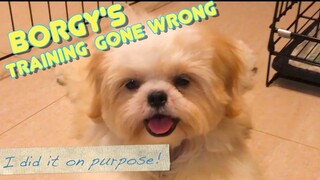Borgy the Shih tzu's Training Almost Gone Wrong- So Cute!